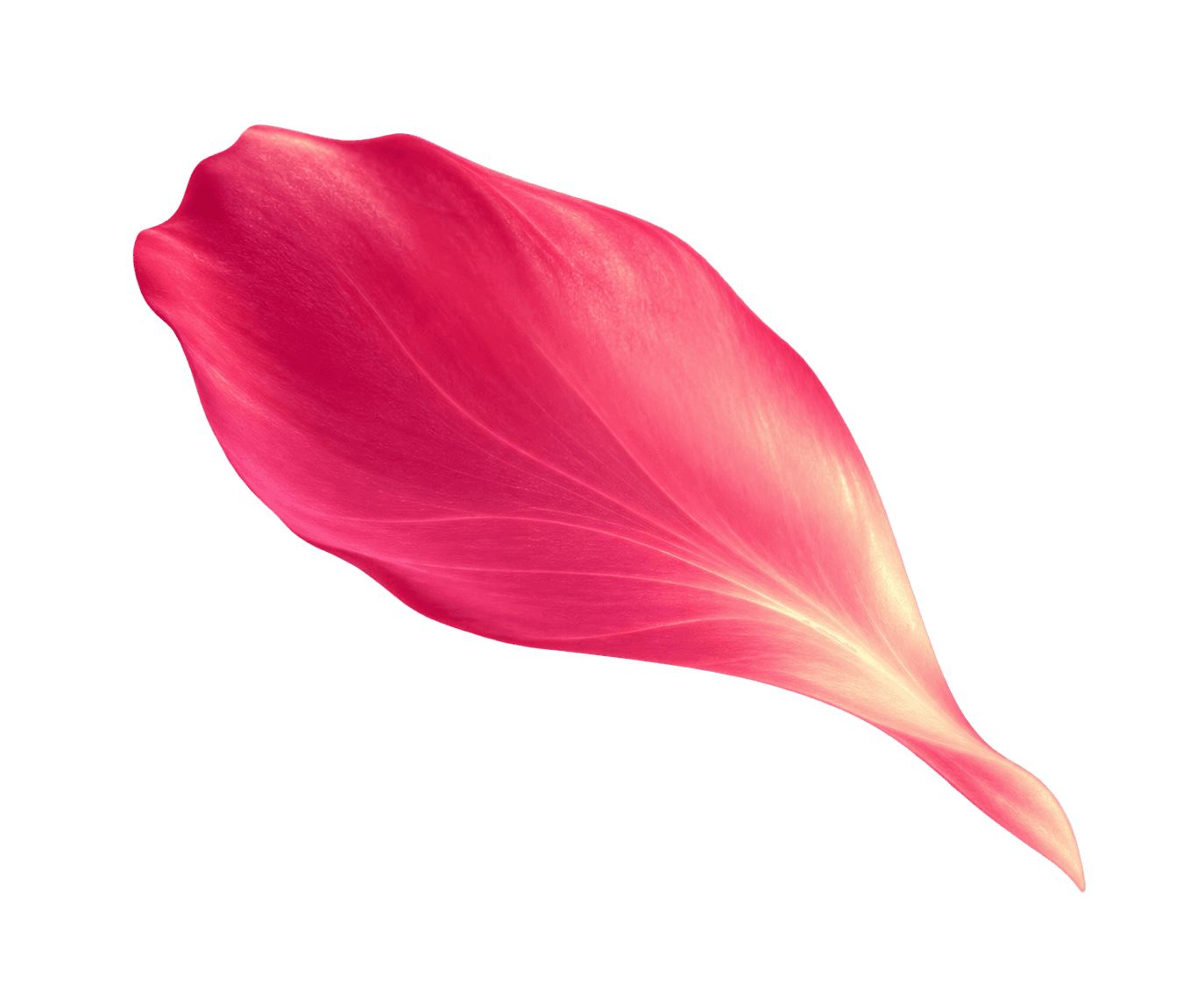 Falling Petal